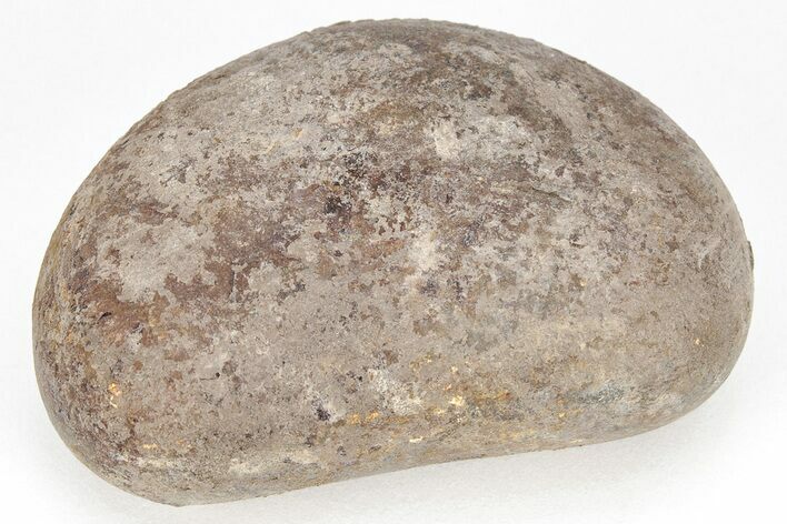 Fossil Plesiosaur (Elasmosaurus) Gastrolith - Montana #208348